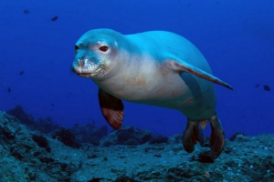 Гавайський монах тайлен - ссавець у святому контурі Гавайський монах тайлен - ссавець у святому контурі